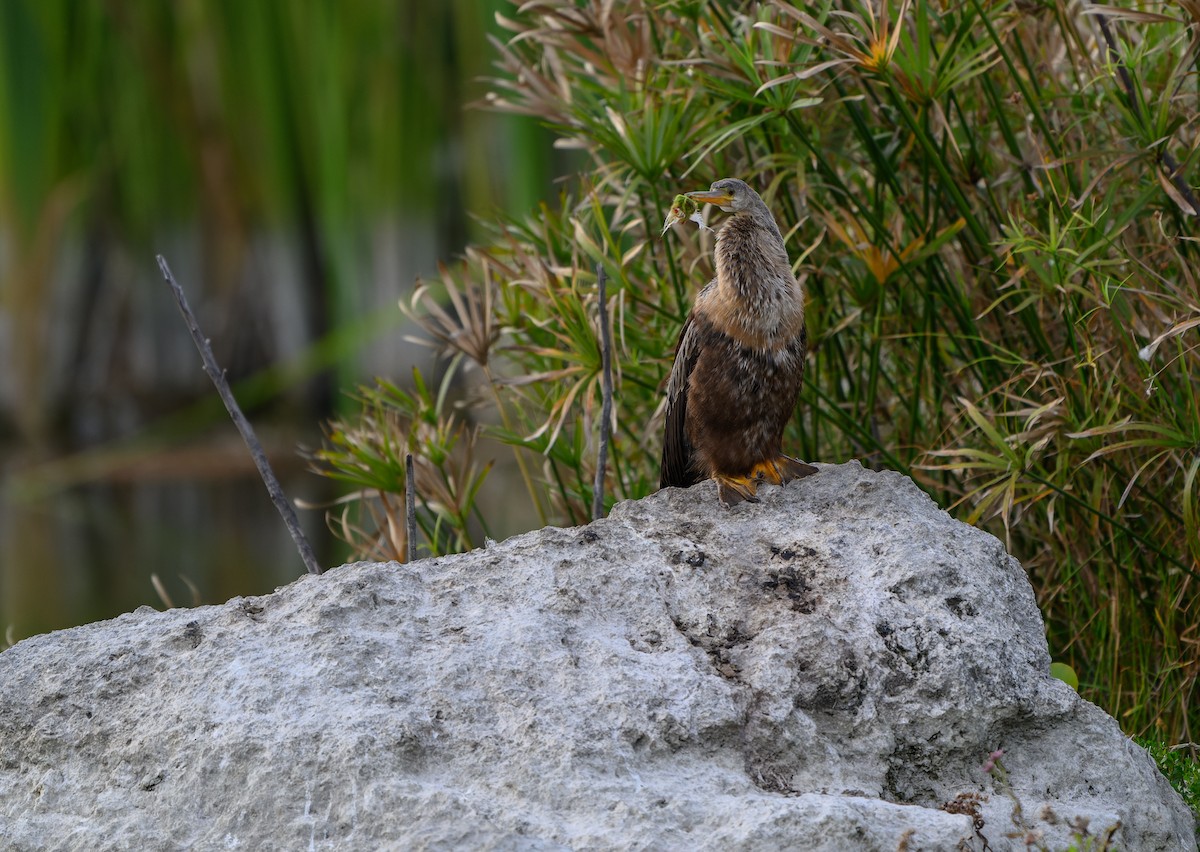 Anhinga - ML646158257