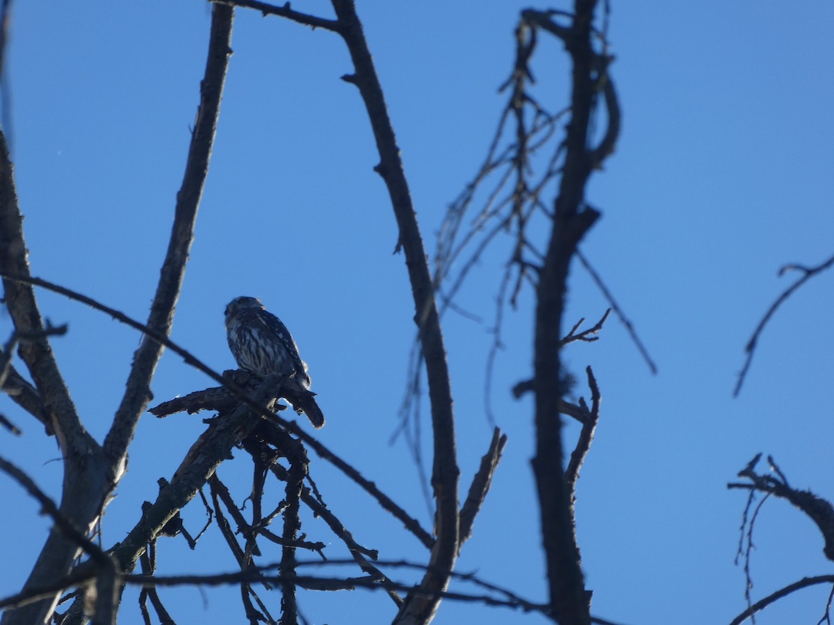 Austral Pygmy-Owl - ML646158258