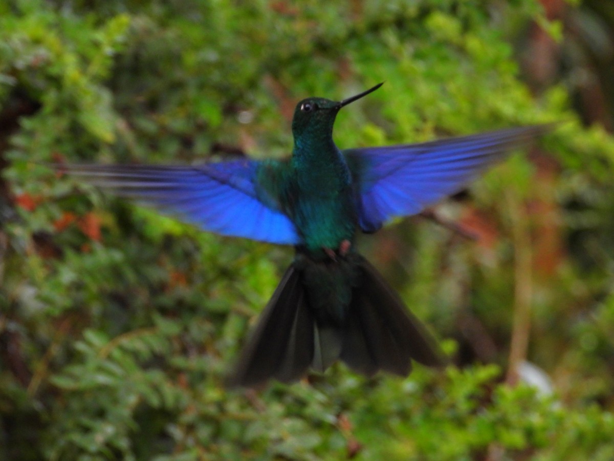 Great Sapphirewing - ML646158259