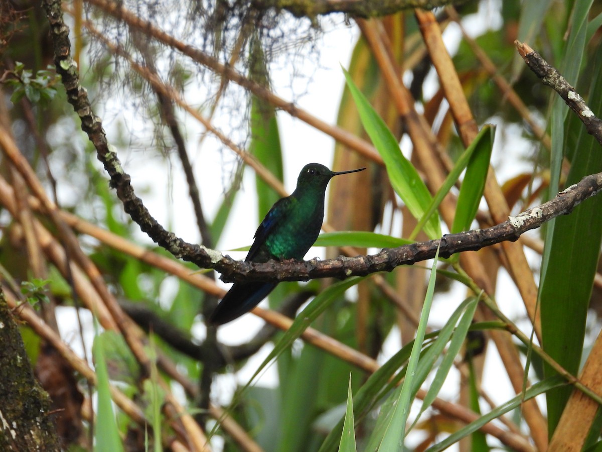 Great Sapphirewing - ML646158260