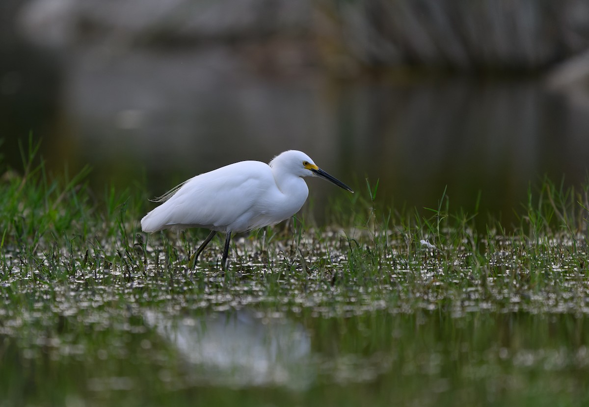 Snowy Egret - ML646158261