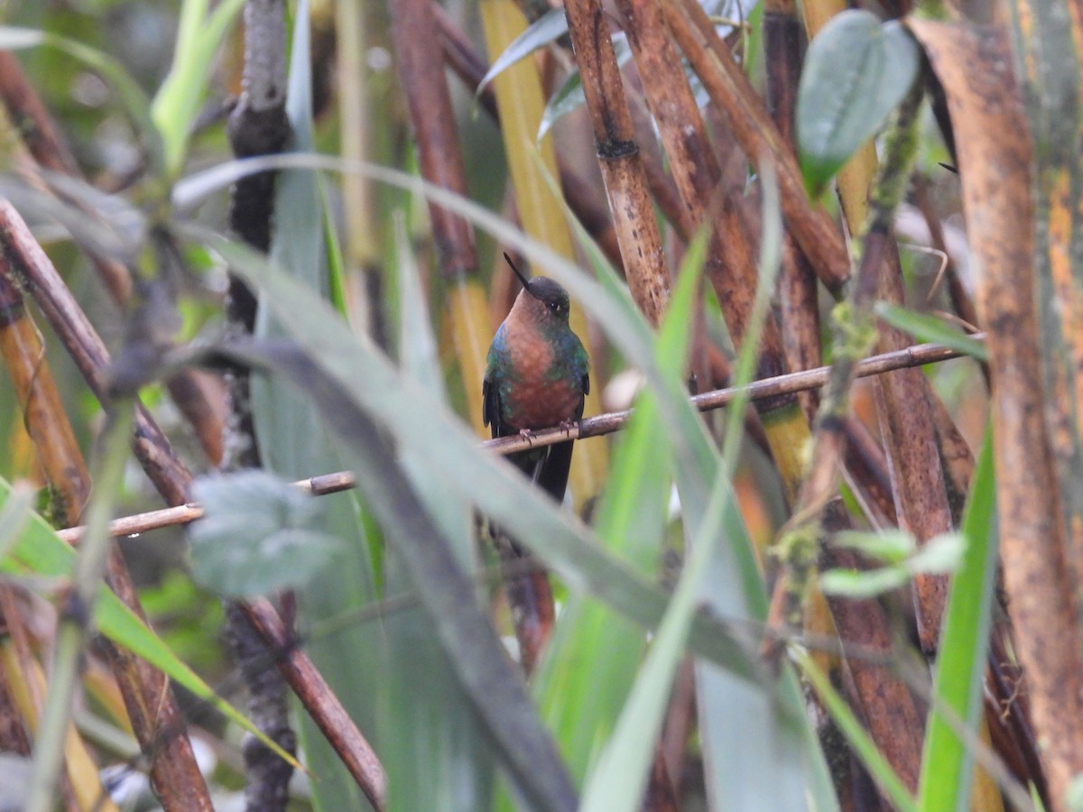 Great Sapphirewing - ML646158262