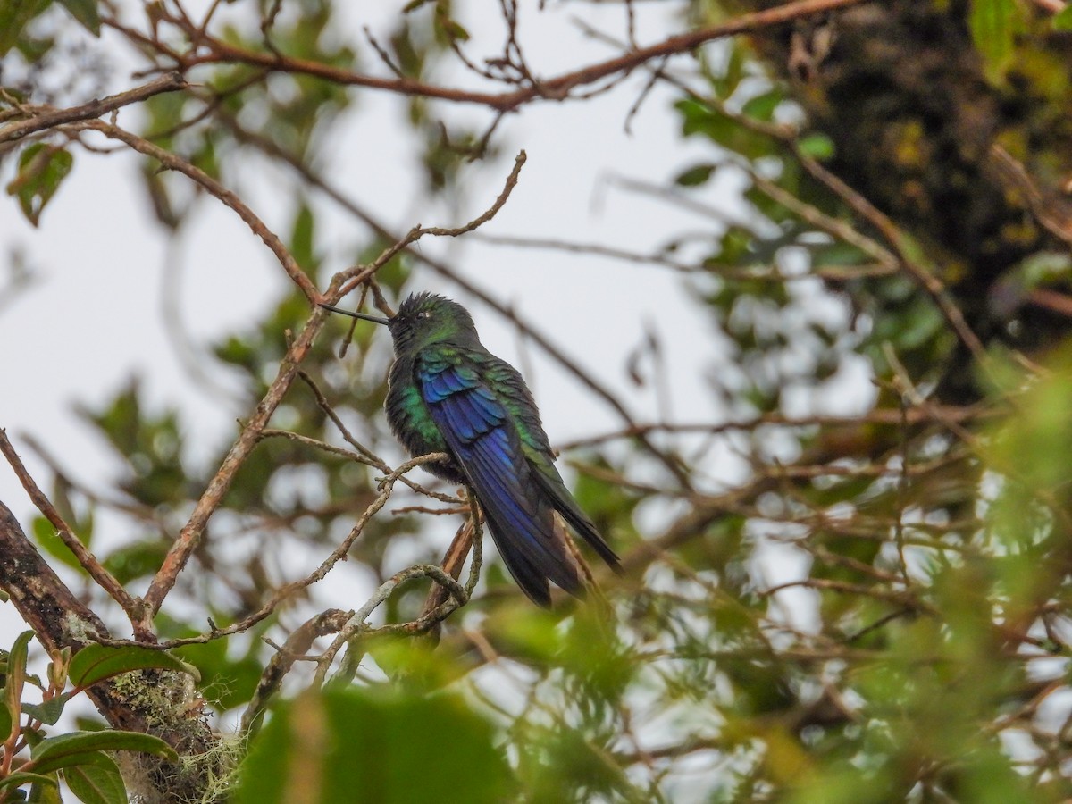 Great Sapphirewing - ML646158263