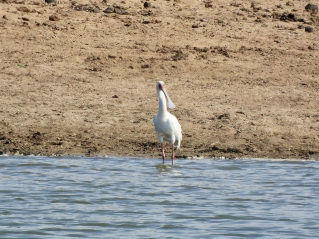African Spoonbill - ML646158277