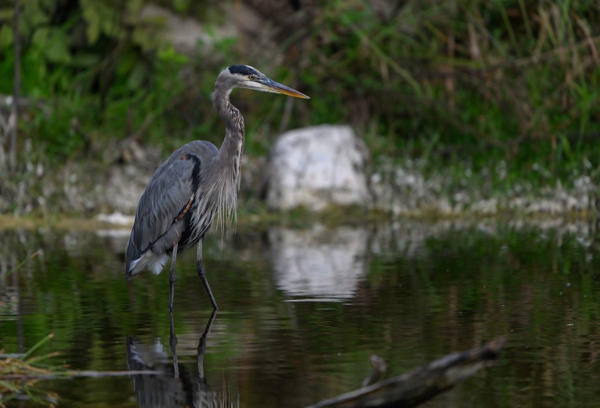 Great Blue Heron - ML646158278