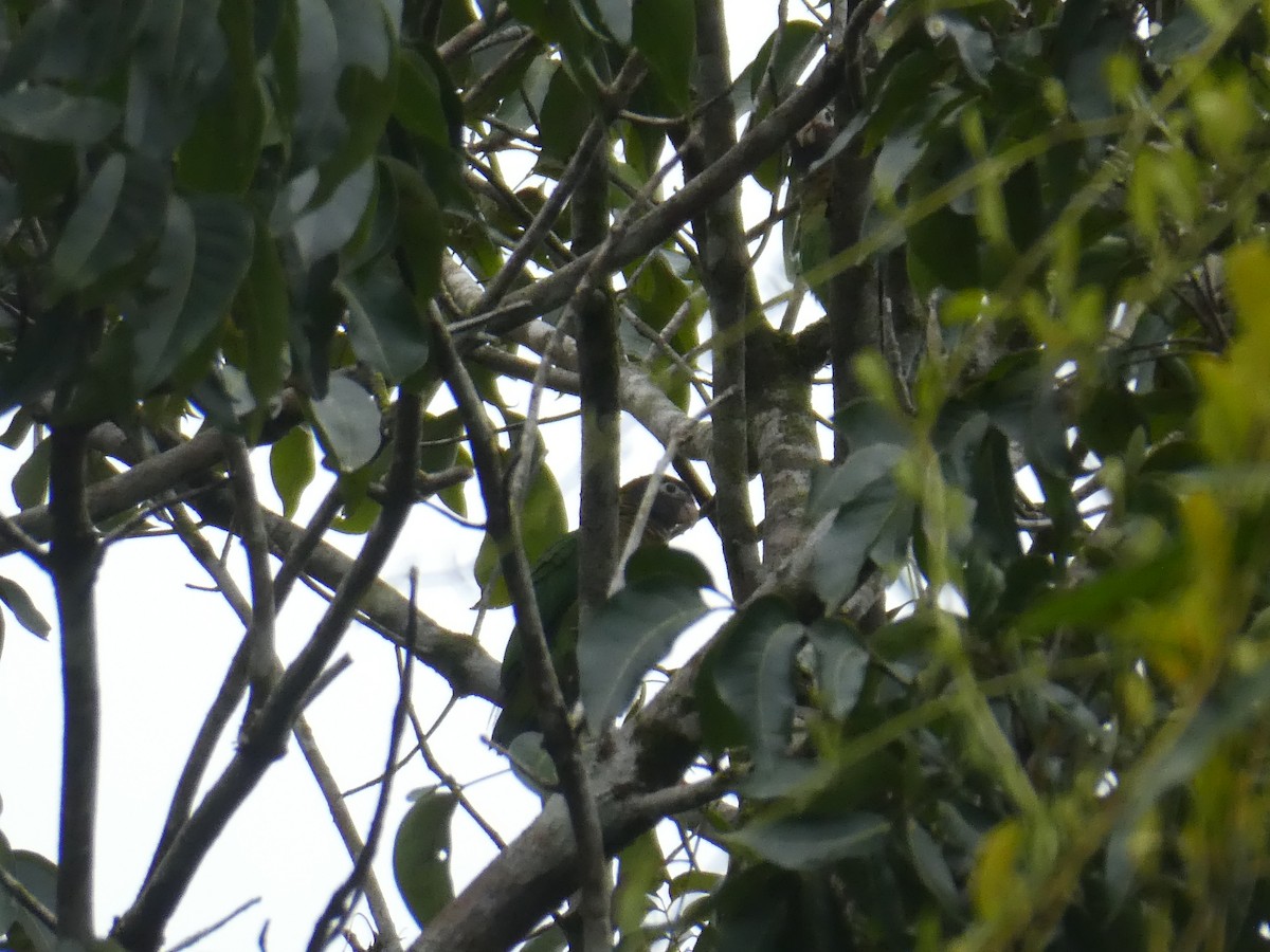 Brown-hooded Parrot - ML646158279