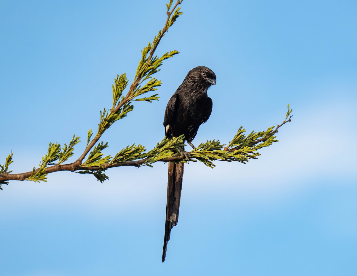 Magpie Shrike - ML646158280