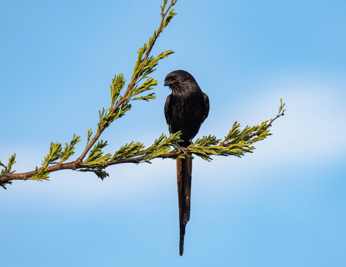 Magpie Shrike - ML646158281