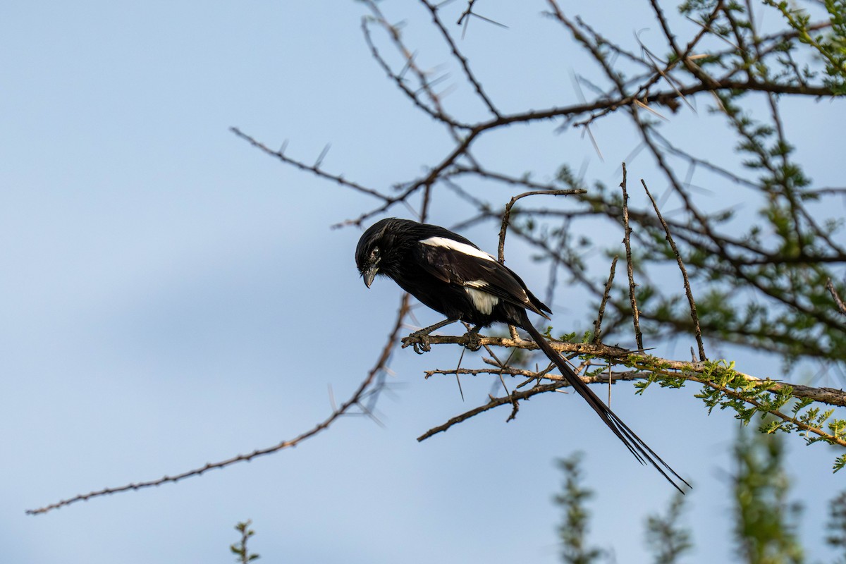 Magpie Shrike - ML646158282