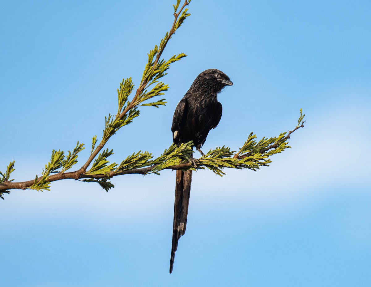 Magpie Shrike - ML646158283