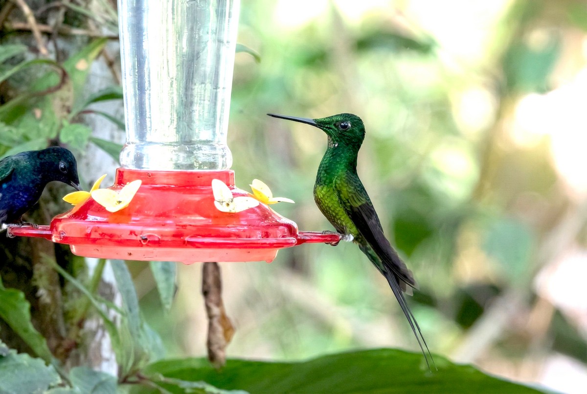 Empress Brilliant - ML646158284