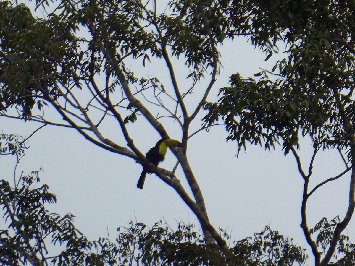 Keel-billed Toucan - ML646158285