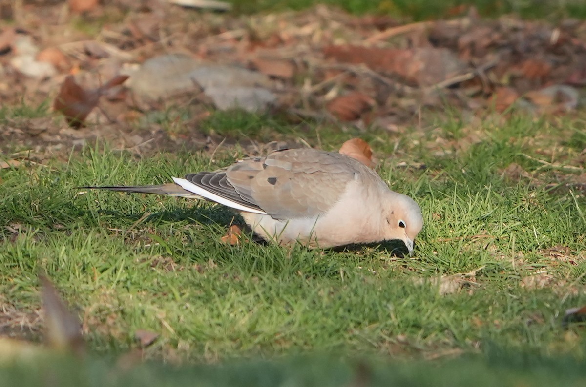 Mourning Dove - ML646158286