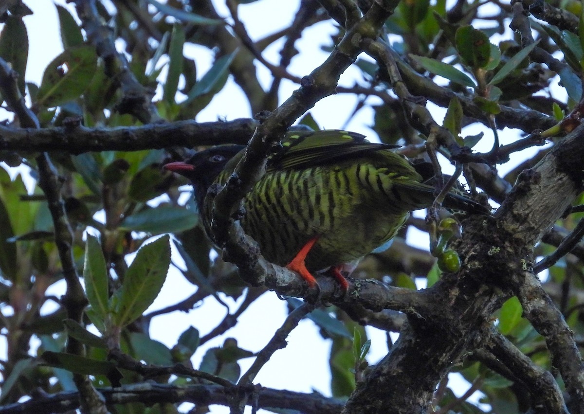 Barred Fruiteater - ML646158287