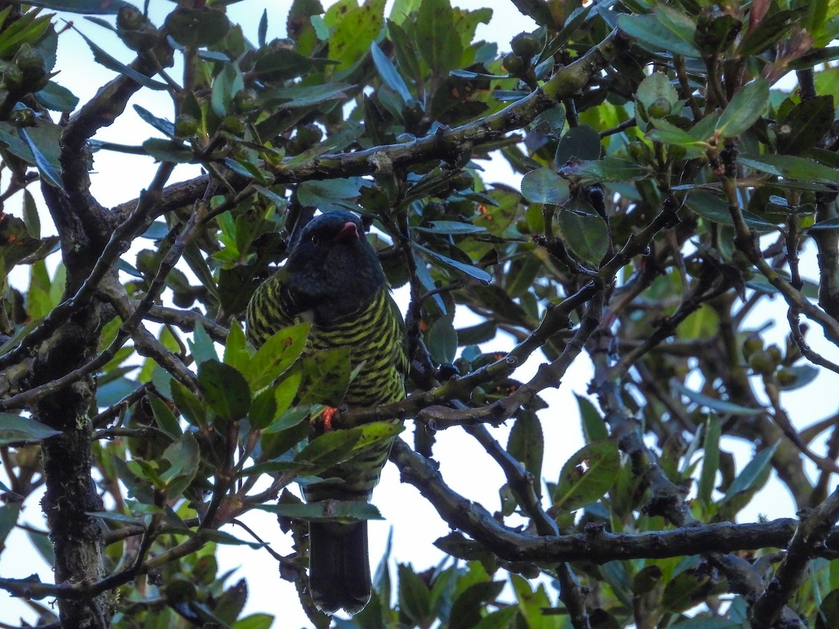 Barred Fruiteater - ML646158288