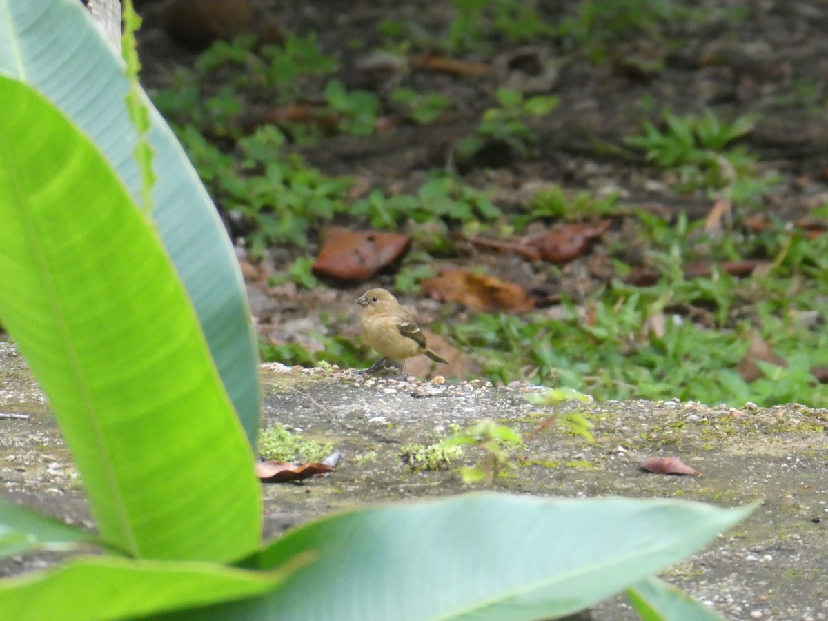 Morelet's Seedeater - ML646158289