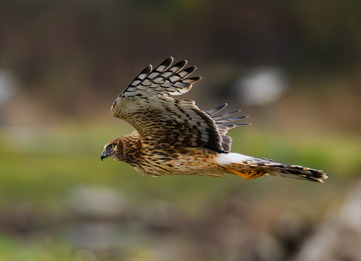 Northern Harrier - ML646158290