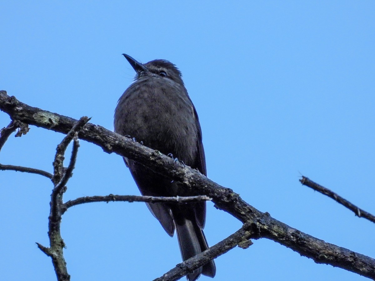 Smoky Bush-Tyrant - ML646158291