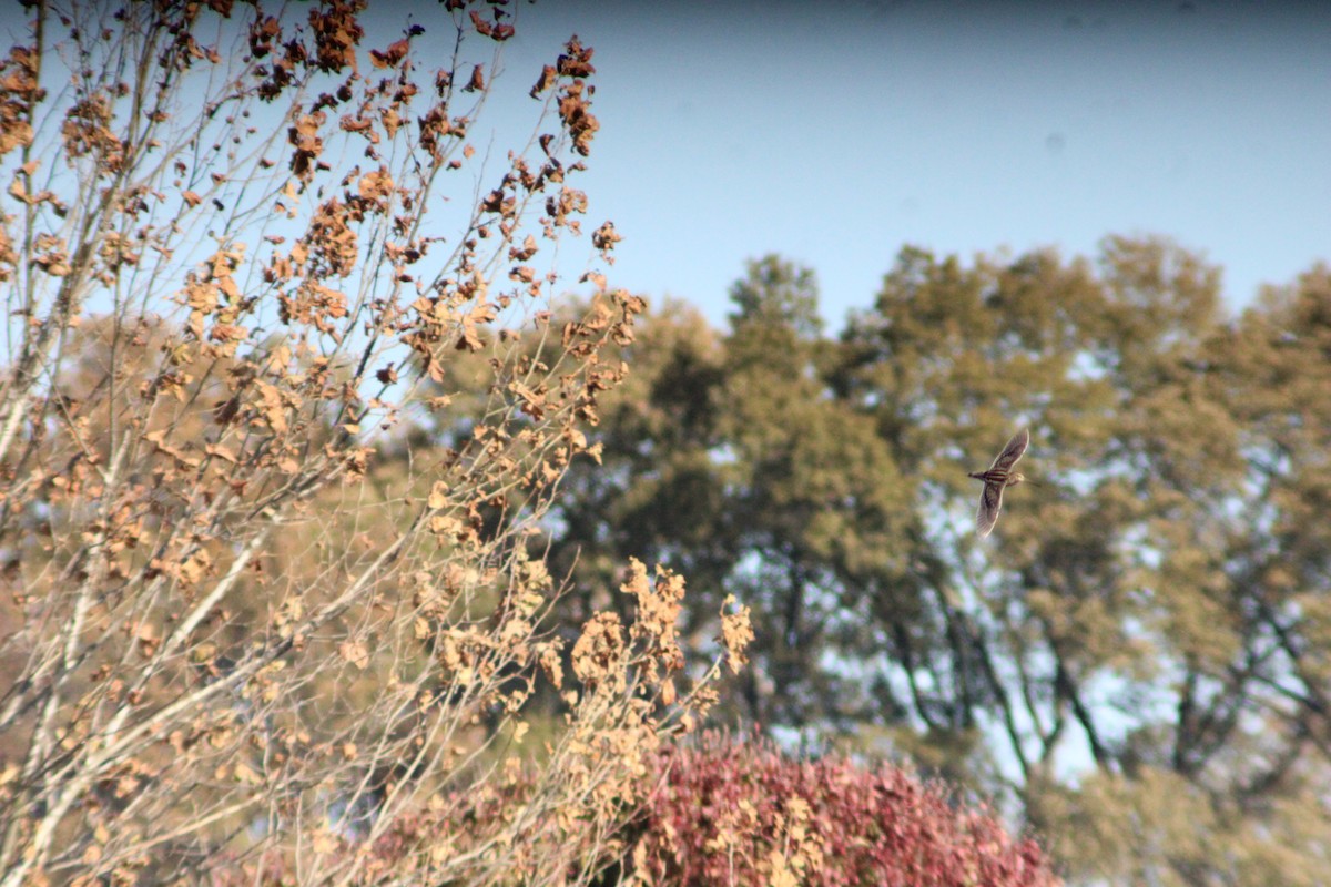 Wilson's Snipe - ML646158293