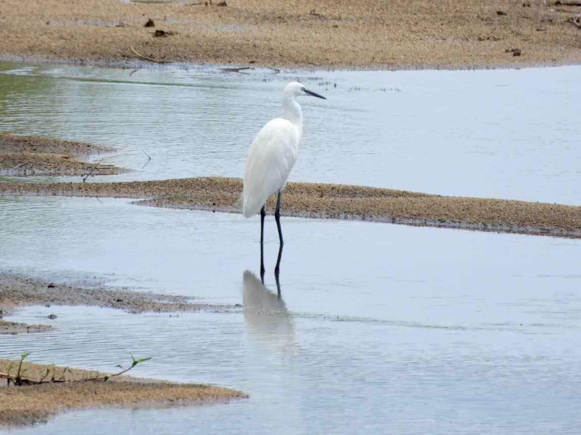 Little Egret - ML646158294