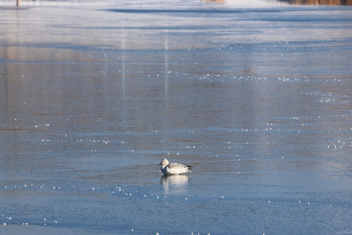 Snow Goose - ML646158295