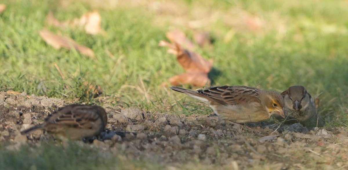 Dickcissel - ML646158297