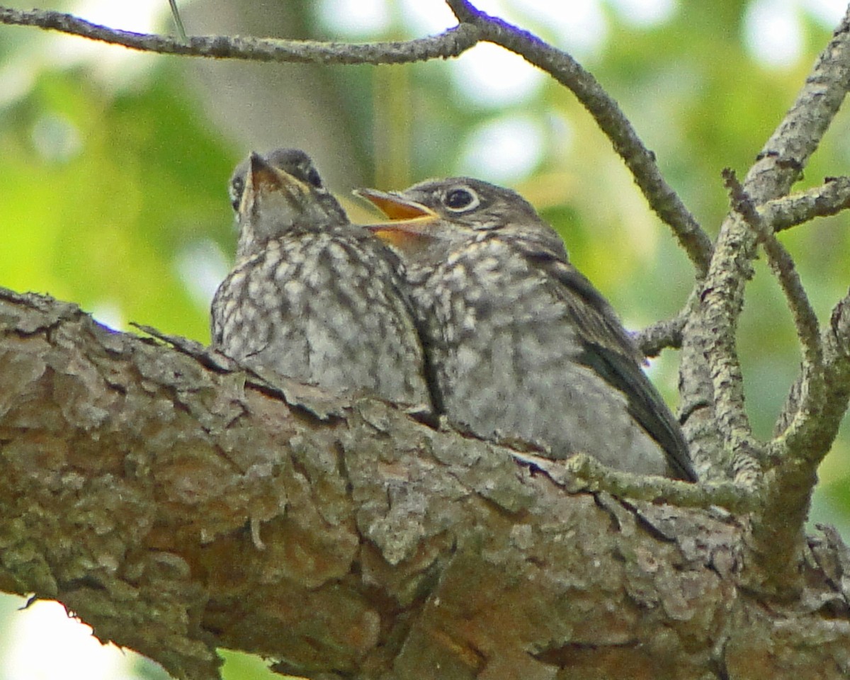 Eastern Bluebird - ML646158298