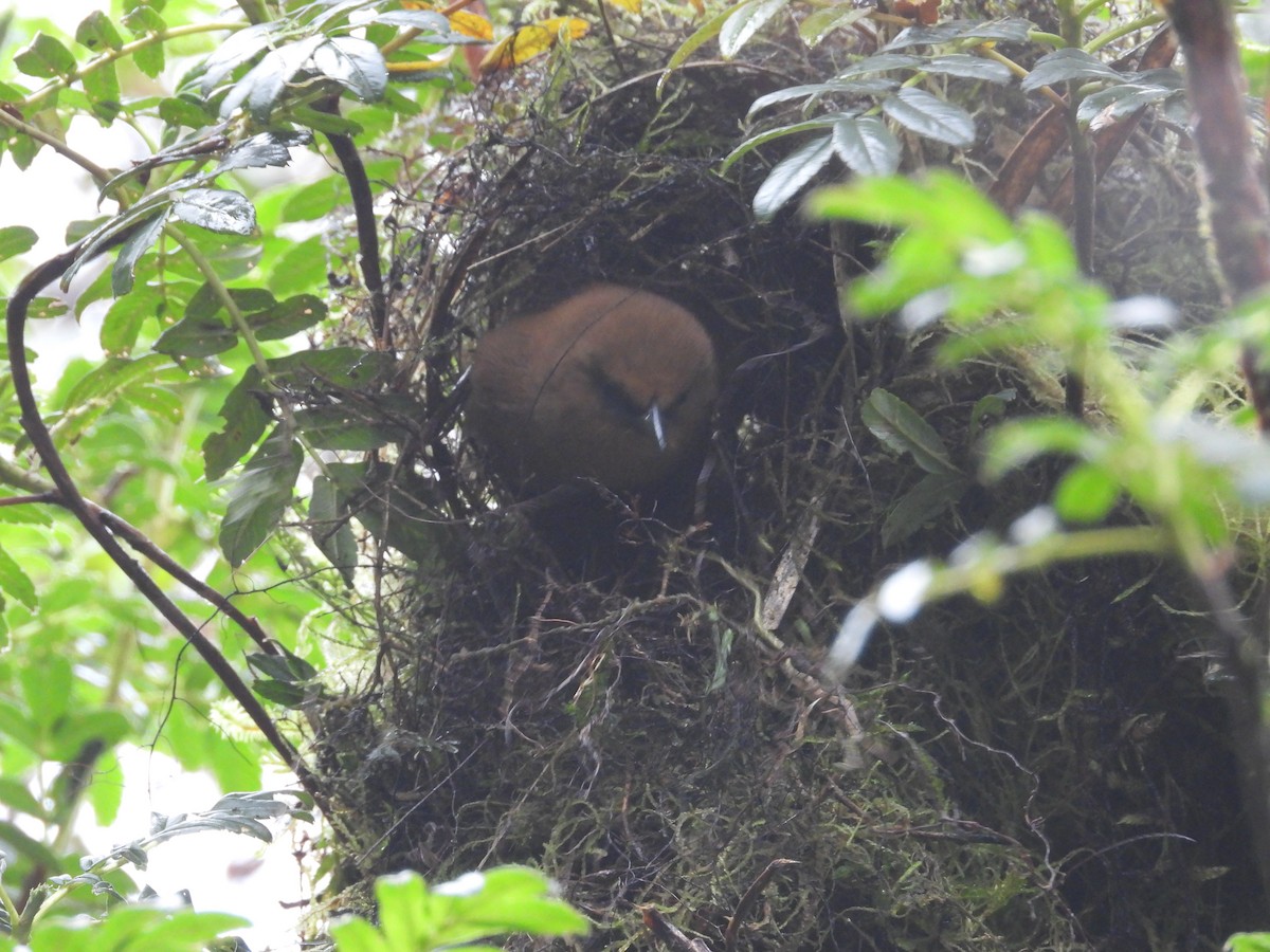 Rufous Wren - ML646158300