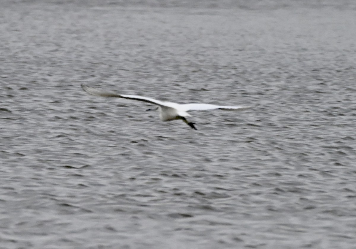 volavka bělostná - ML646158305