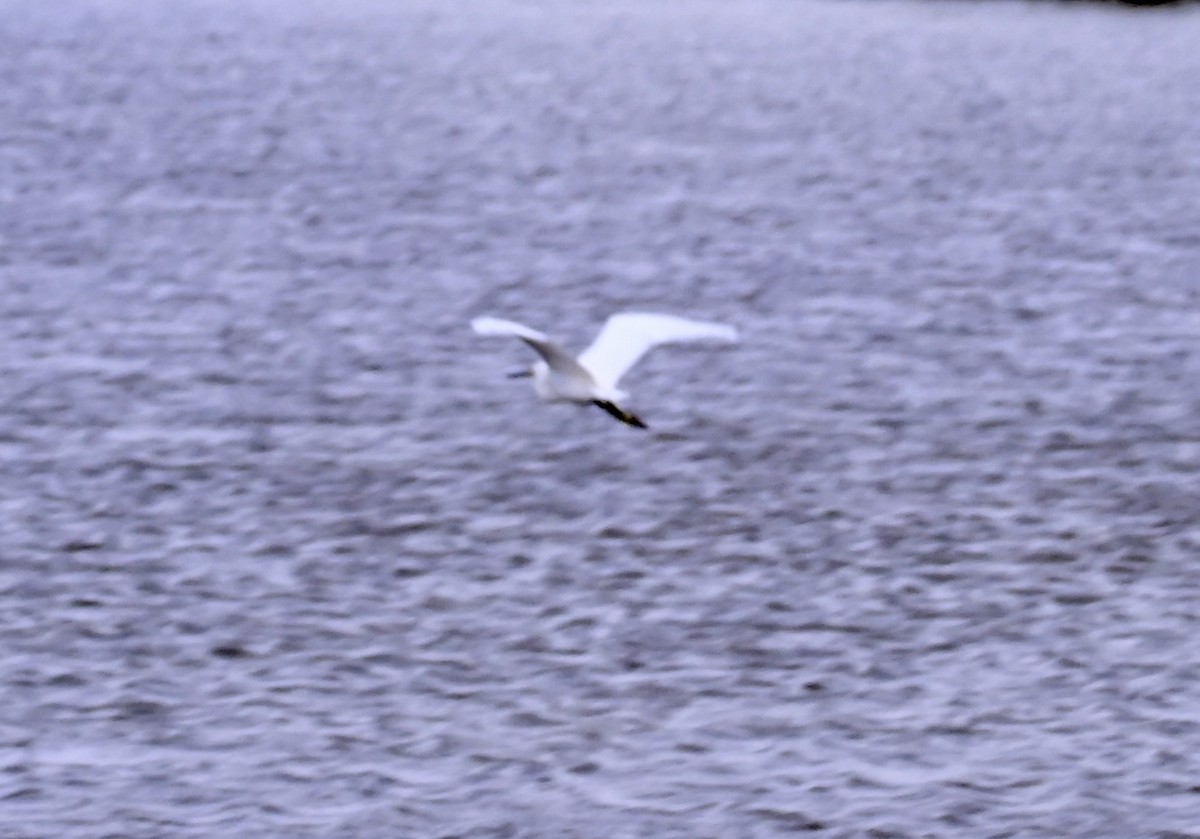 volavka bělostná - ML646158306