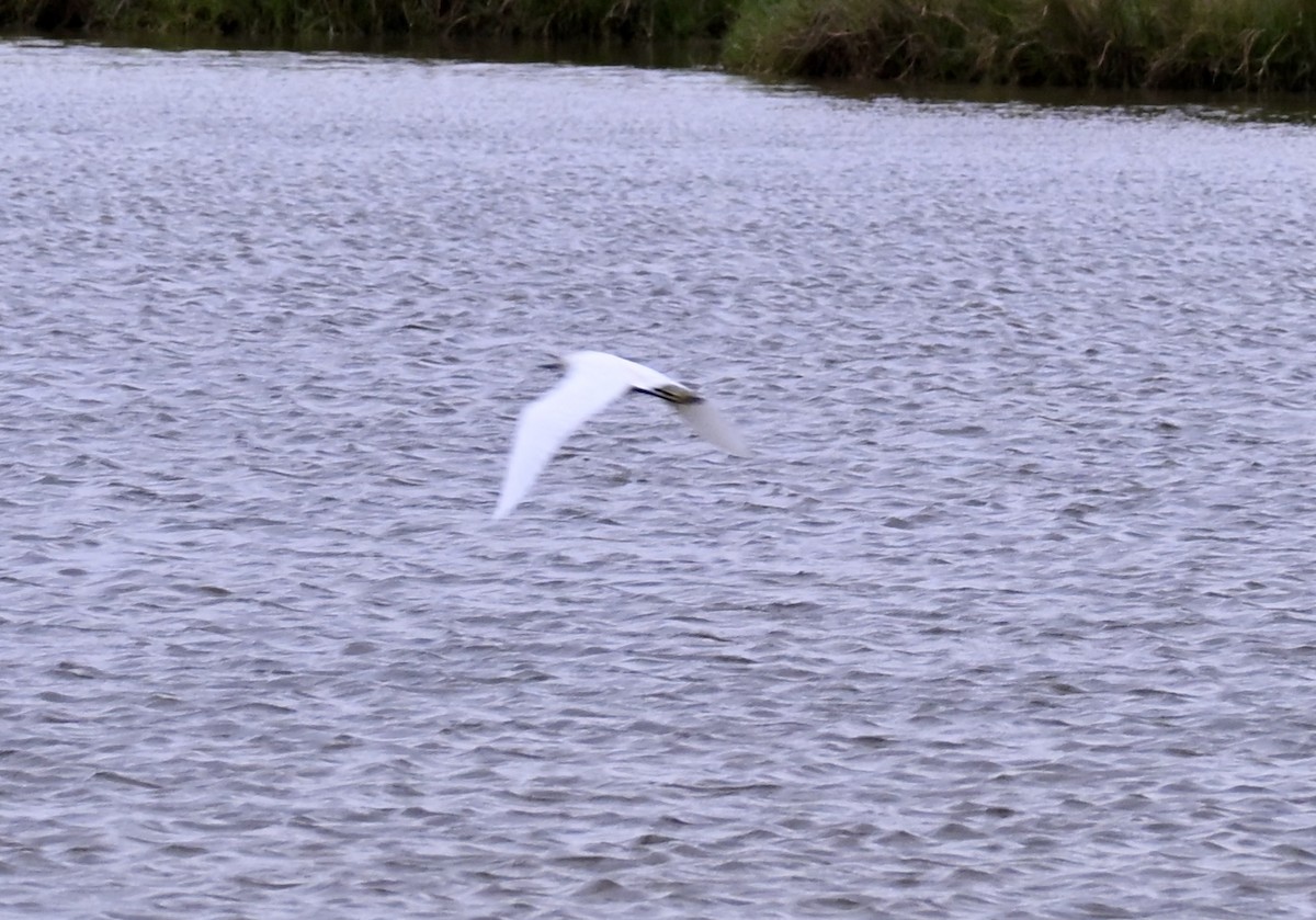 volavka bělostná - ML646158307