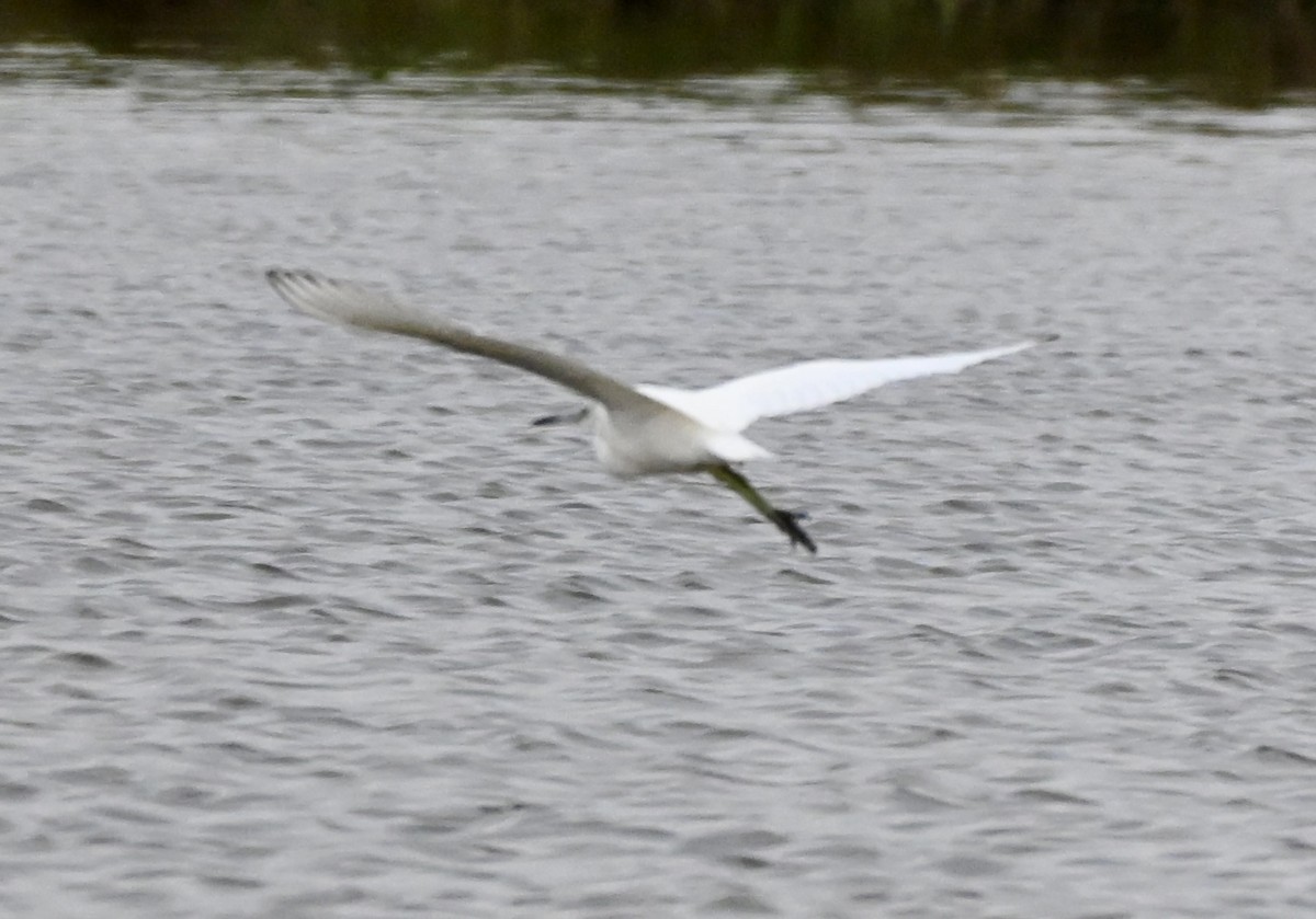 volavka bělostná - ML646158308