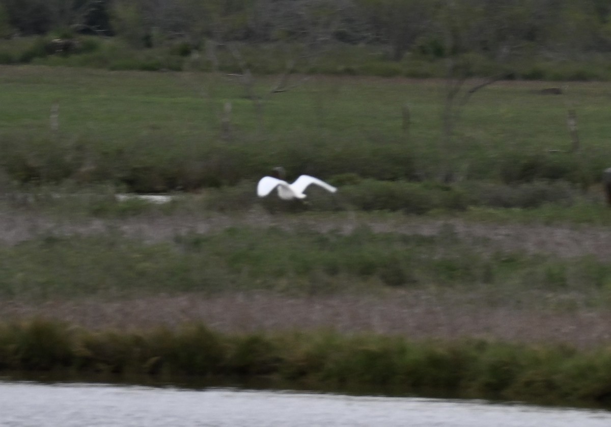 volavka bělostná - ML646158309