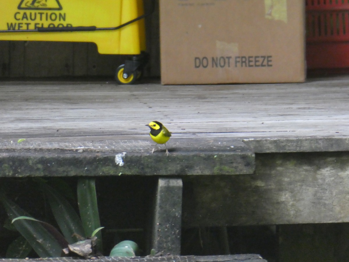 Hooded Warbler - ML646158313