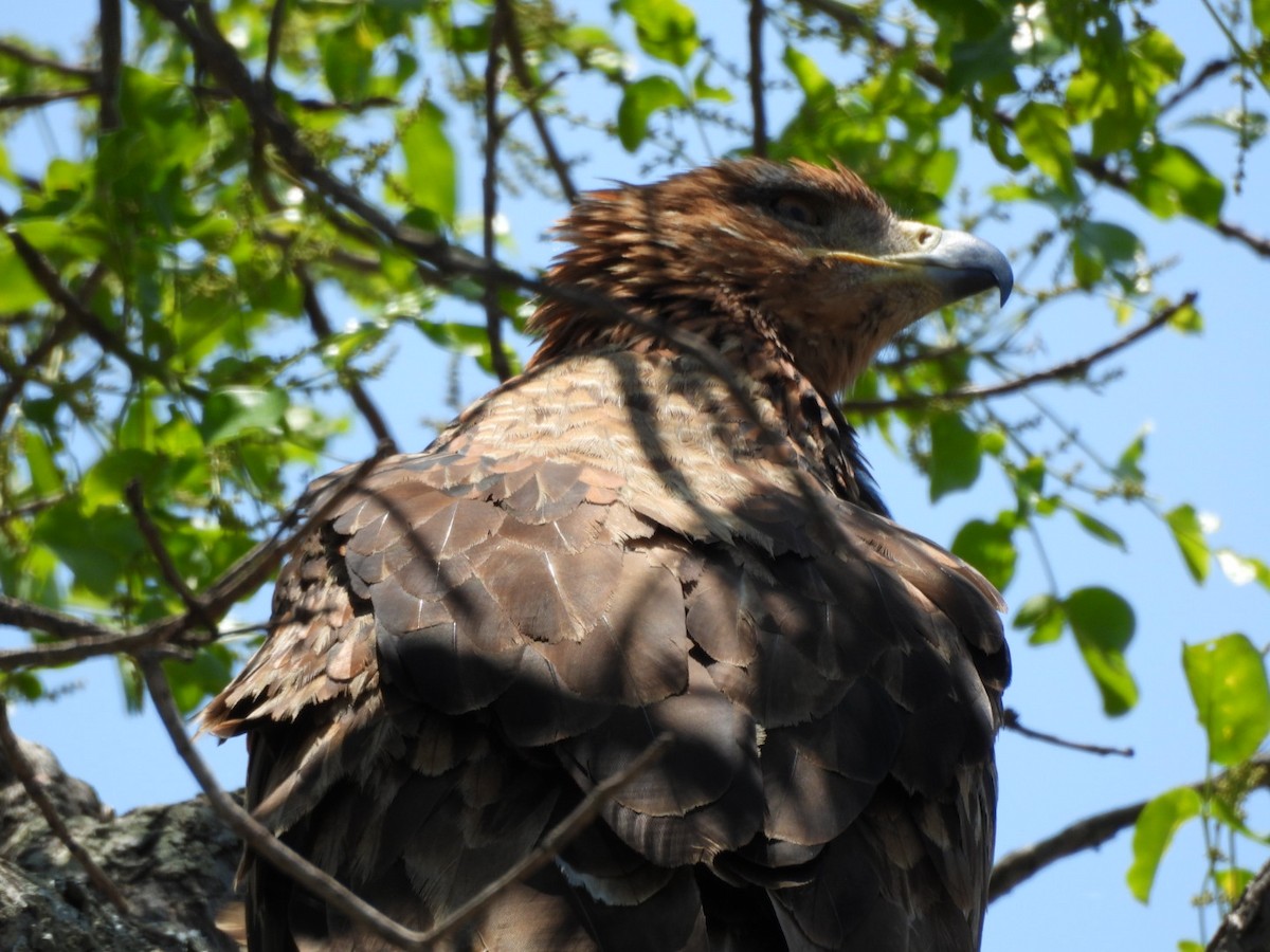 Tawny Eagle - ML646158333