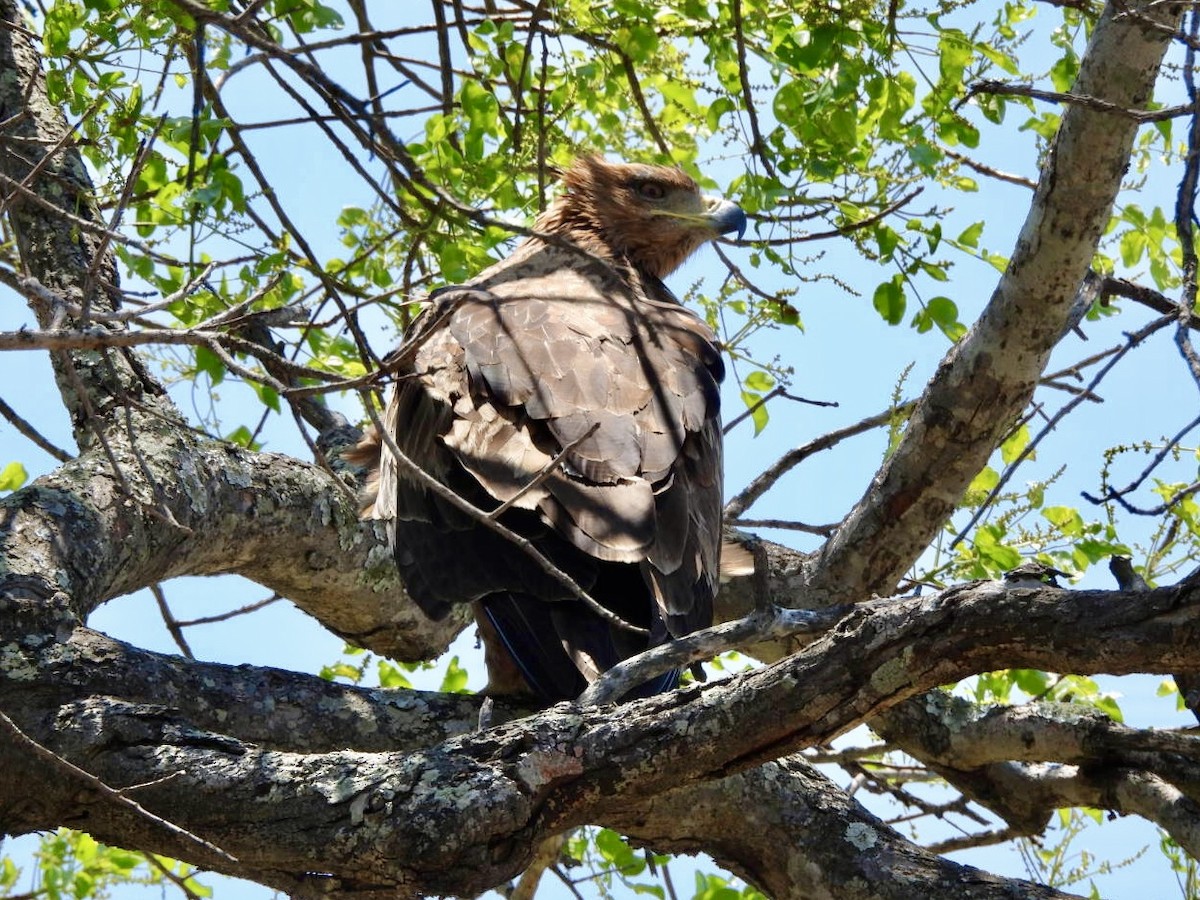 Tawny Eagle - ML646158334