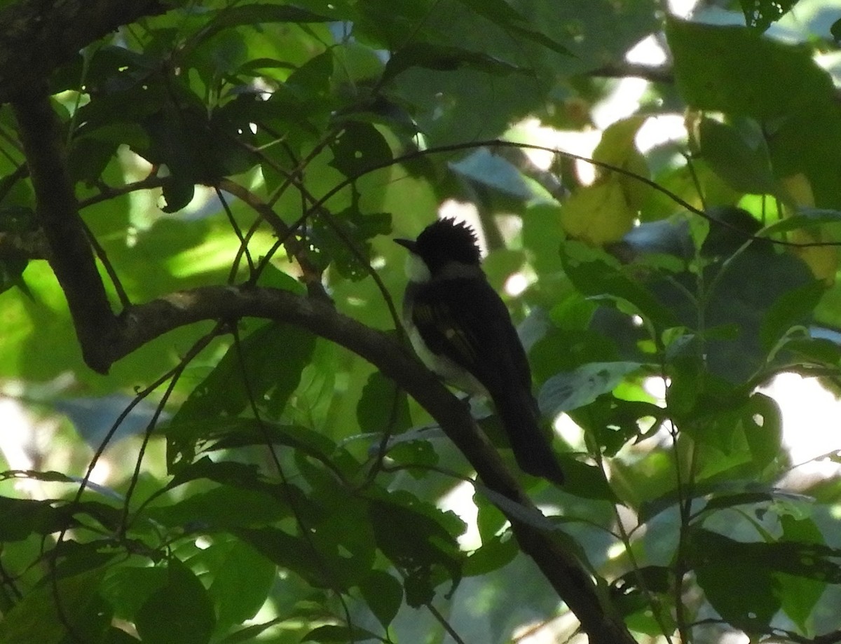 Ashy Bulbul - ML646158335