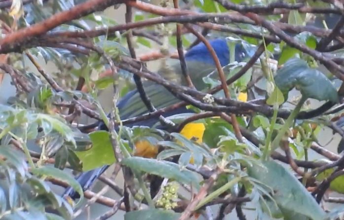 Schwarzbrust-Bergtangare - ML646158336