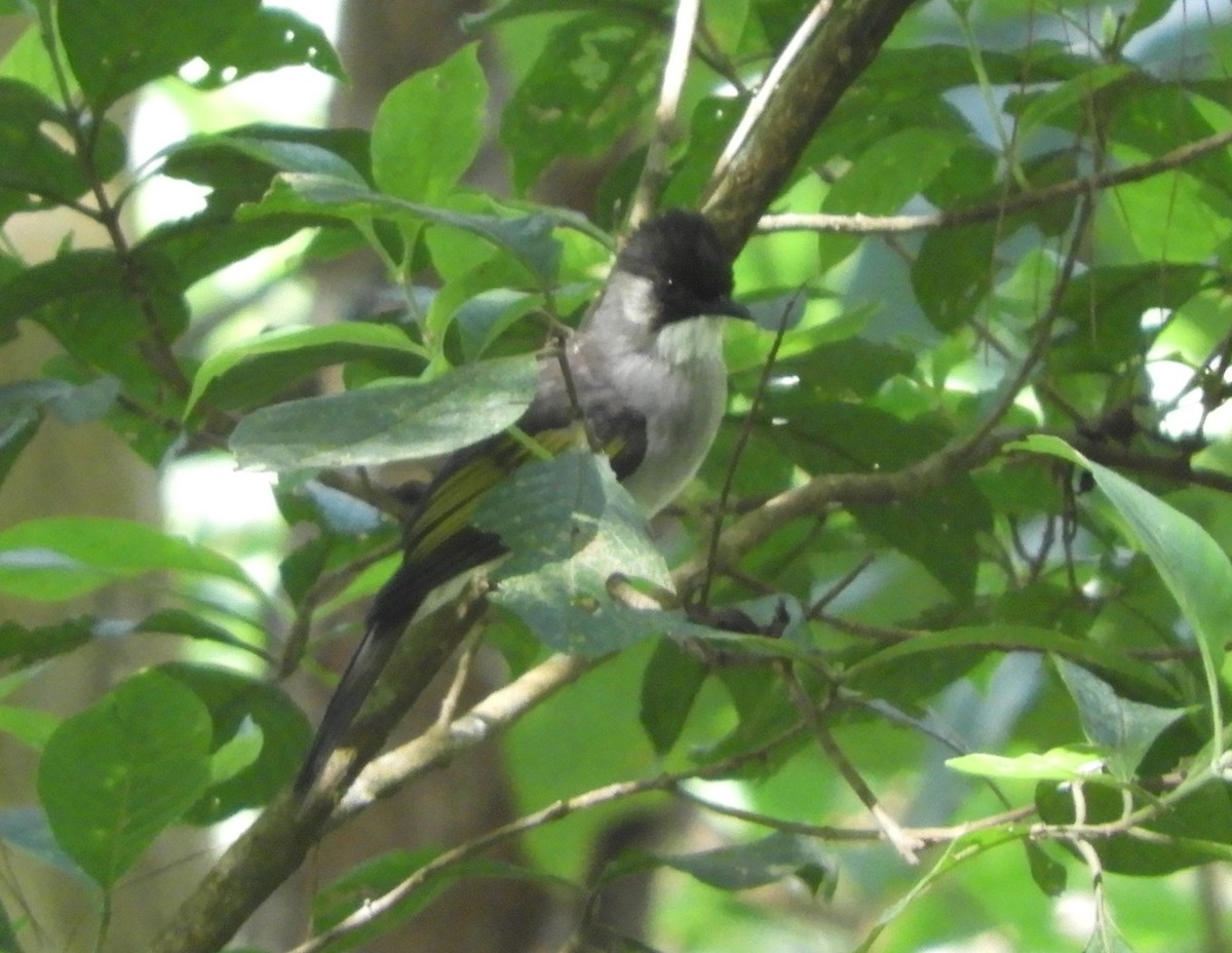 Ashy Bulbul - ML646158337