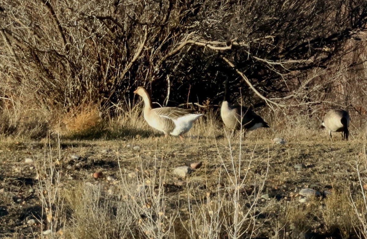 Graylag x Swan Goose (hybrid) - ML646158339