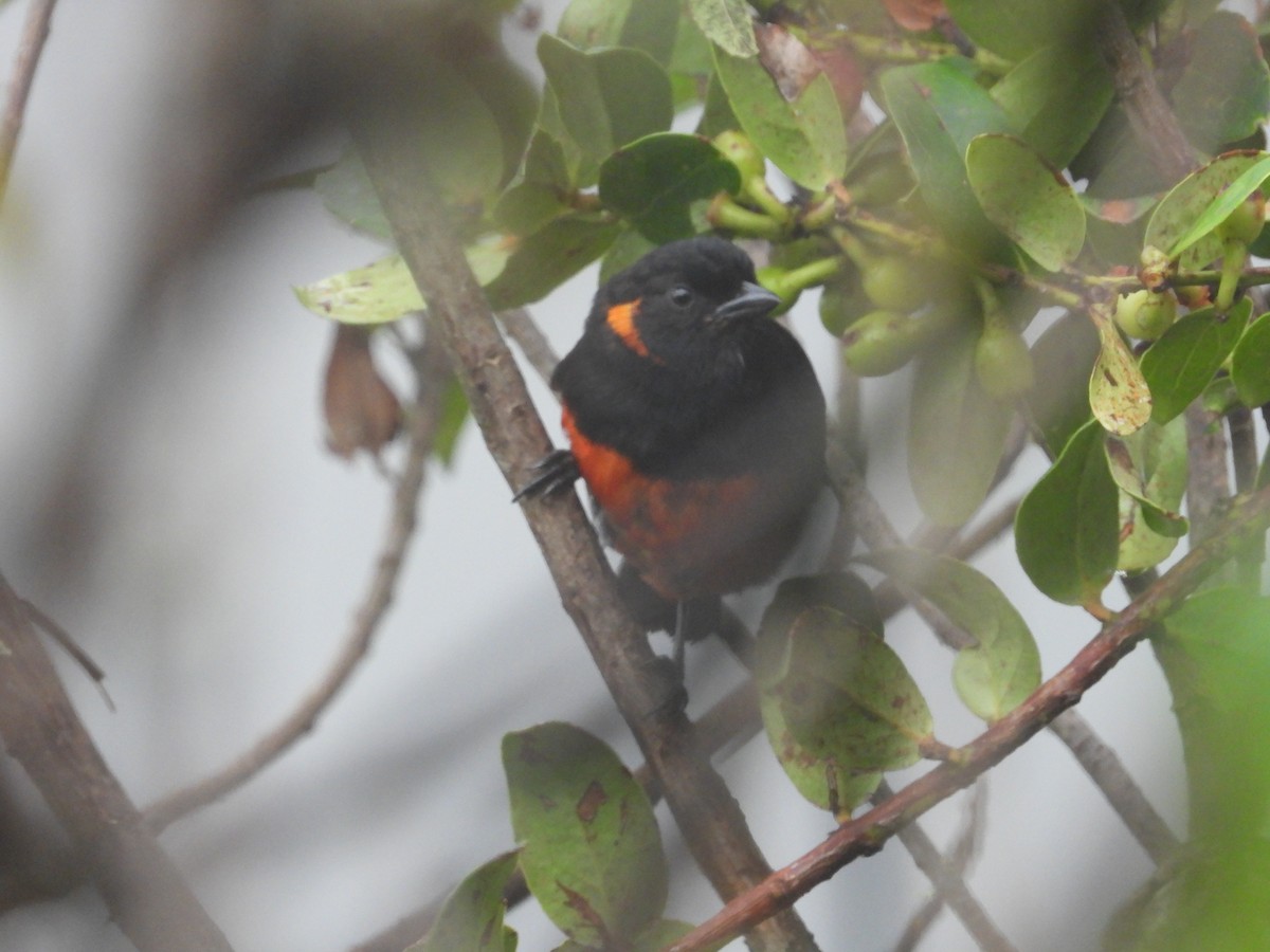 Mennigohr-Bergtangare - ML646158340