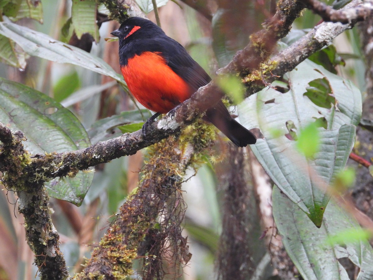 Mennigohr-Bergtangare - ML646158341