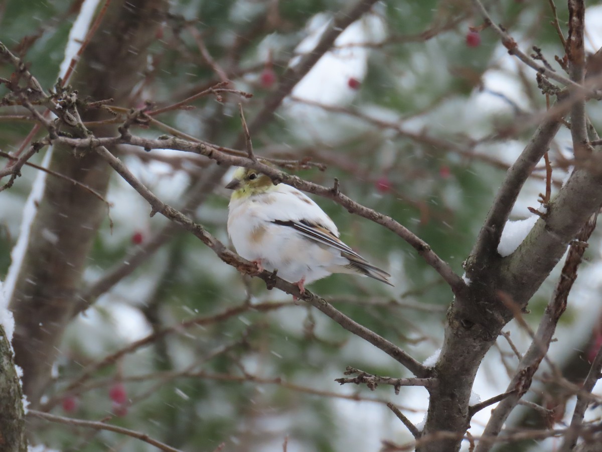 Чиж золотий - ML646158342