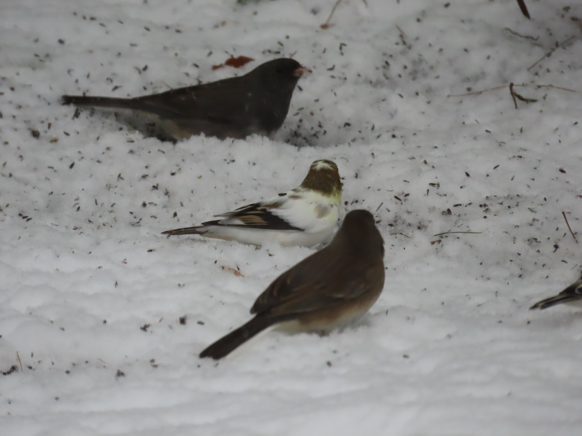 Чиж золотий - ML646158343