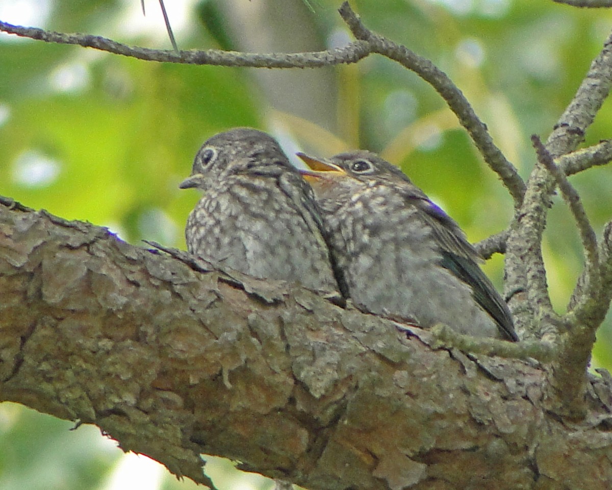 Eastern Bluebird - ML646158347