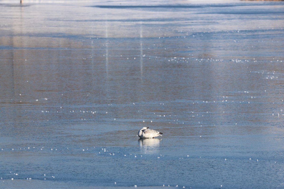 Snow Goose - ML646158349