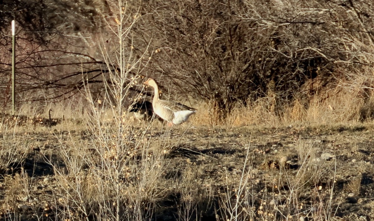 Graylag x Swan Goose (hybrid) - ML646158350