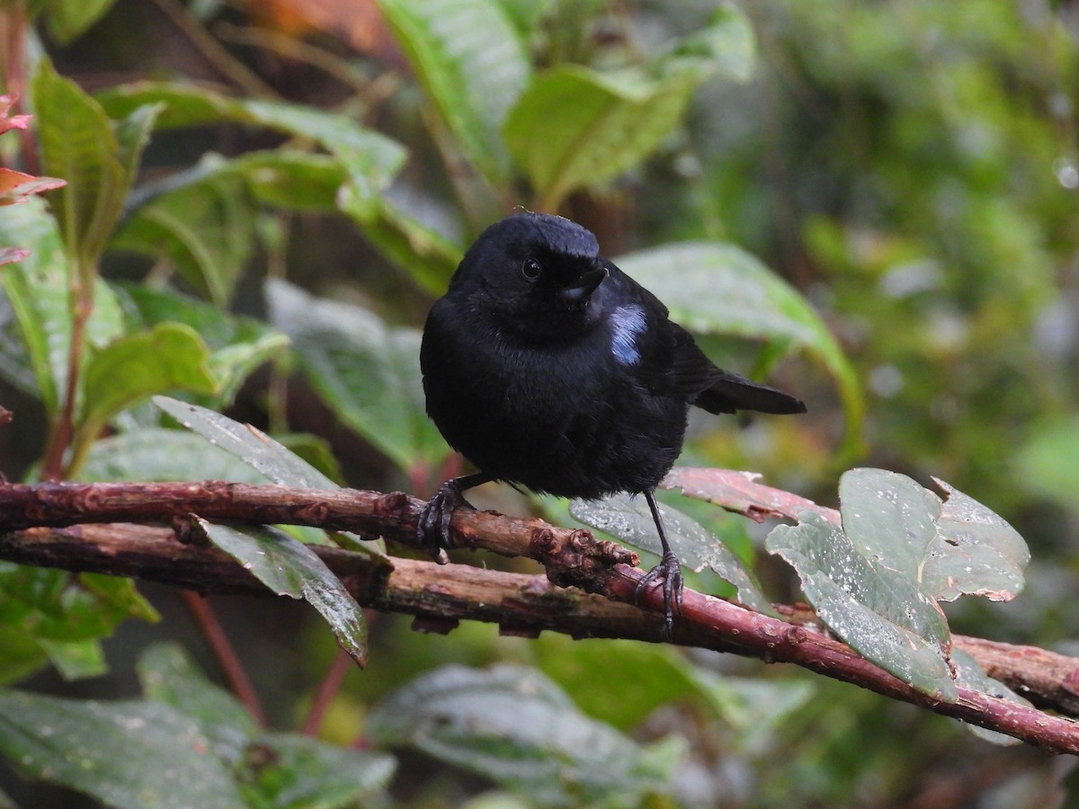 Stahlhakenschnabel - ML646158351