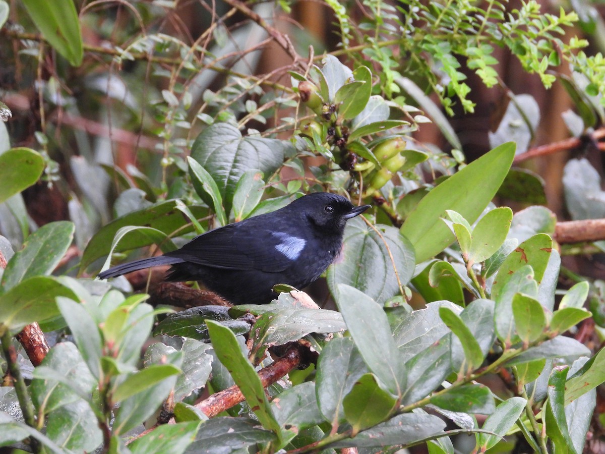 Stahlhakenschnabel - ML646158352