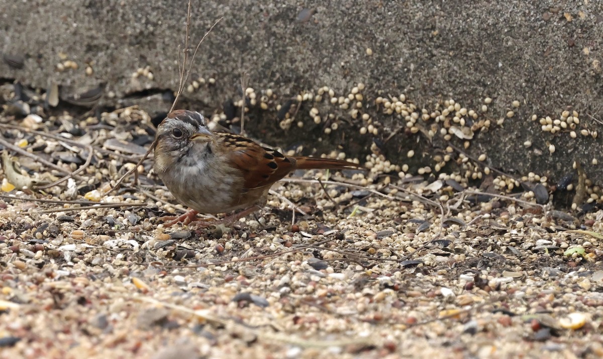 Swamp Sparrow - ML646158355